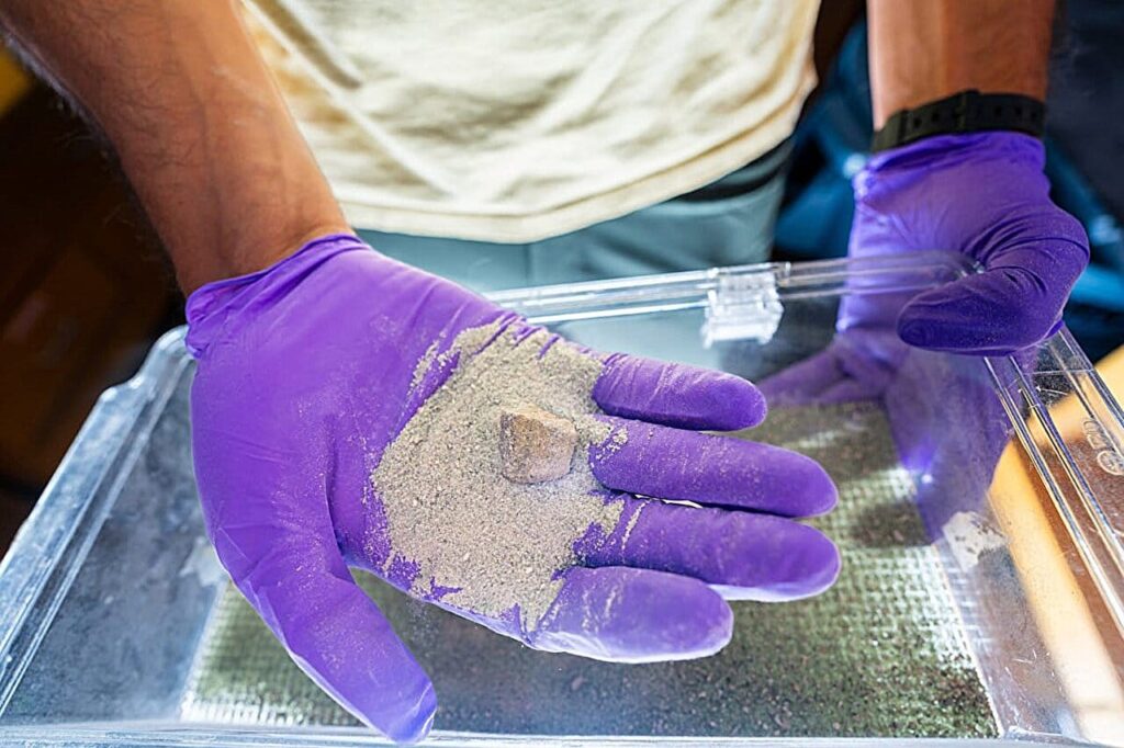 Engineered marine bacteria