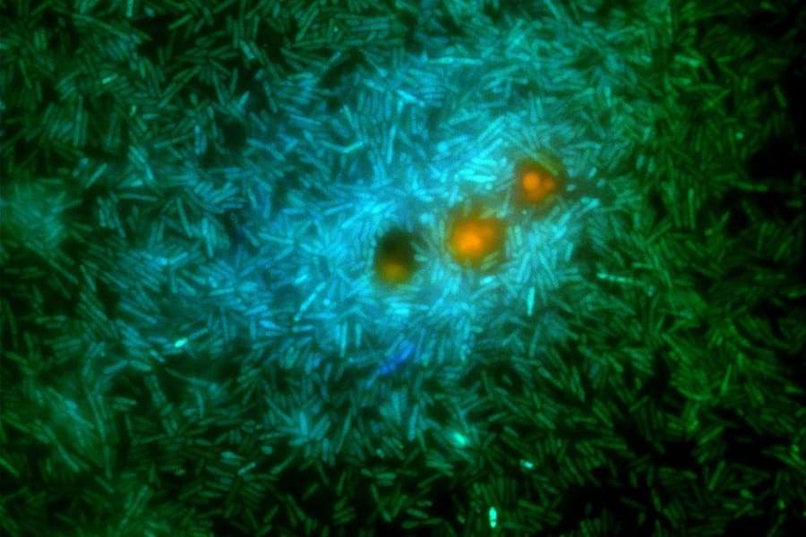 marine bacteria