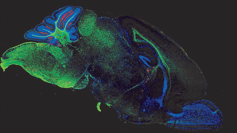 create mice with human brain tissue