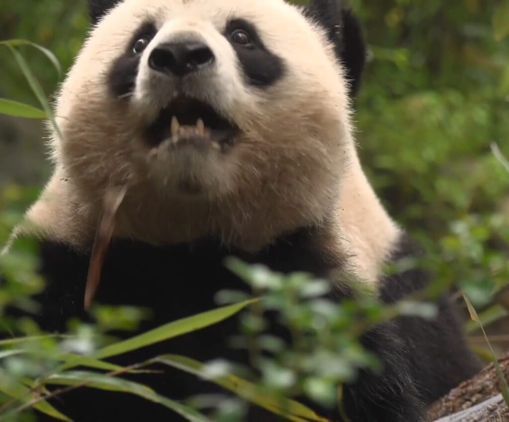 old giant panda